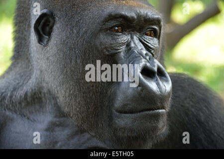 Pianura occidentale (Gorilla Gorilla gorilla gorilla), animale ritratto, maschio, Silverback, captive, regione sud-occidentale, Camerun Foto Stock