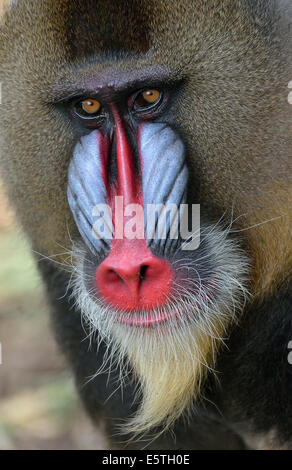 Mandrill (Mandrillus sphinx), maschio, animale ritratto, captive, regione sud-occidentale, Camerun Foto Stock