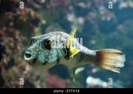 White-spotted Puffer (Arothron hispidus), captive Foto Stock