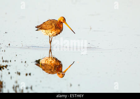 Nero-tailed Godwit (Limosa limosa) foraggio per il cibo, Texel, North Holland, Paesi Bassi Foto Stock