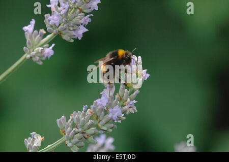 A Buff-Tailed Bumble Bee On Lavender Flowers.(Bombus terrestris). Foto Stock