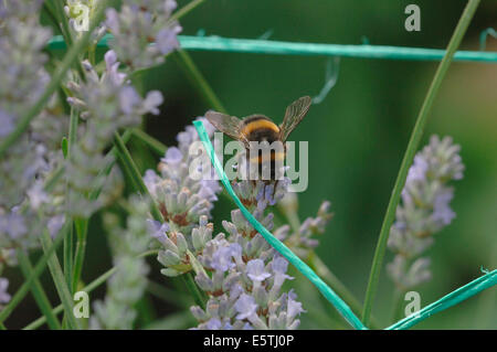 Un Buff-Tailed Bumble Bee su fiori di lavanda.(Bombus terrestris). Foto Stock