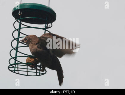 Un giovane Starling (Sturnus vulgaris),aggrappato a un contenitore Fatball. Foto Stock