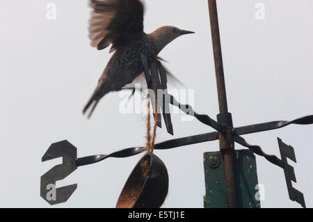 Giovani Starling atterraggio su un weathervane,.(Sturnus vulgaris) Foto Stock