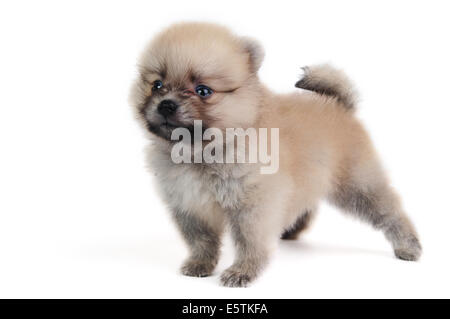 Crema di Pomerania cucciolo Foto Stock