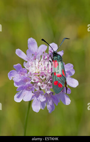 Sei-spot Burnett moth avanzamento sul piccolo scabious Foto Stock