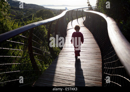 Ragazza giovane stagliano sulla Kirstenbosch centenario albero canopy marciapiede Foto Stock