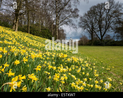 Daffodil il tempo al Castle Howard, vicino a Malton, North Yorkshire. Il Tempio dei Quattro Venti Foto Stock