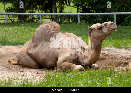 Dromedario un cammello humped Camelus dromedarius Foto Stock