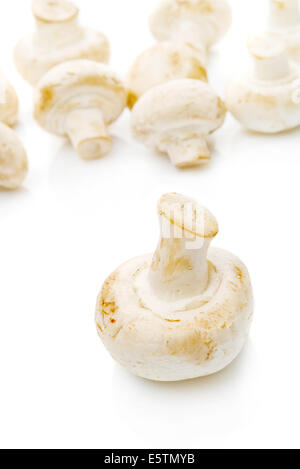 Fresca Portabello commestibile Fungo Champignon su sfondo bianco con la riflessione. Foto Stock