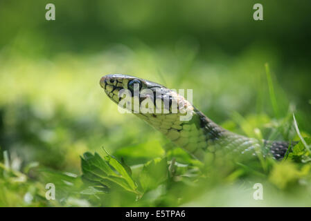 Ritratto di serpente su erba verde sullo sfondo Foto Stock