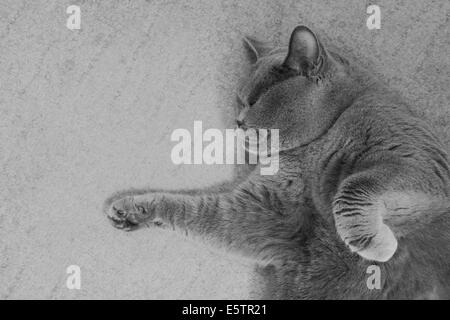 Grigio britannico Gatto sdraiato sul pavimento Foto Stock