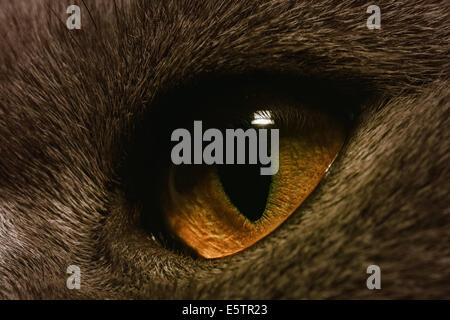 Il giallo occhio di gatto macro estreme Foto Stock