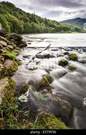 Molla in Grassmere Lake District Cumbria Inghilterra England Regno Unito Foto Stock