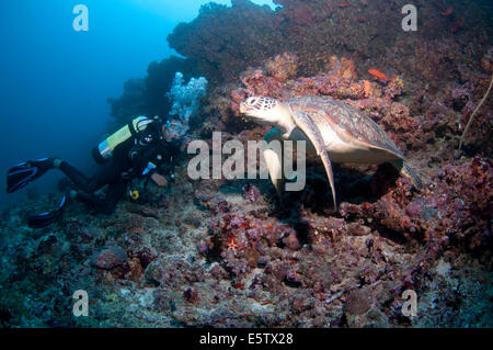 Subacqueo e tartarughe marine in Kandooma Thila, South Male Atoll, Maldive Foto Stock