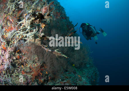 Un subacqueo in bilico accanto a una ripida scogliera di corallo nelle Maldive, Oceano Indiano Foto Stock