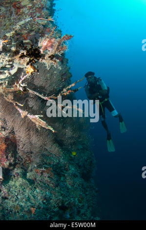 Un subacqueo in bilico accanto a una ripida scogliera di corallo in Maldive Foto Stock