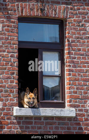 Curioso pastore tedesco cane (Canis lupus familiaris) testa di incollaggio avviene attraverso una finestra di casa Foto Stock