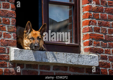 Curioso pastore tedesco cane (Canis lupus familiaris) testa di incollaggio avviene attraverso una finestra di casa Foto Stock