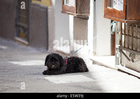 Un cane legato al di fuori di un negozio Foto Stock