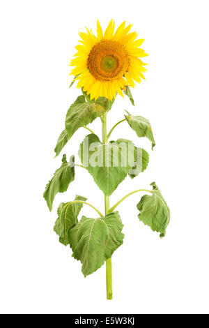 Isolato di semi di girasole Foto Stock