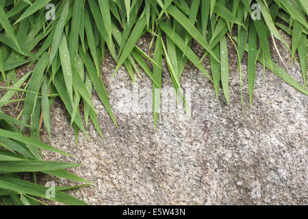 Il verde delle foglie di bambù sulla texture di sfondo di pietra. Foto Stock