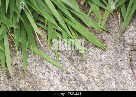 Il verde delle foglie di bambù sulla texture di sfondo di pietra. Foto Stock