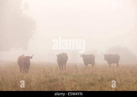 Dalle lunghe corna di bovini nella nebbia di mattina il francese della regione del Giura Foto Stock