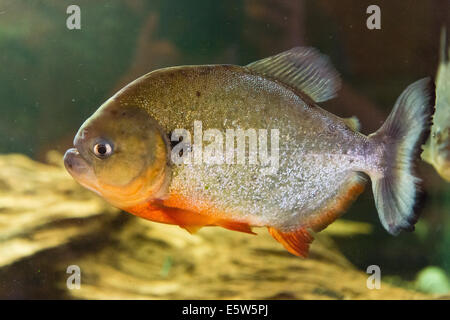Pesci di acqua dolce - Rosso panciuto - Piranha Pygocentrus nattereri Foto Stock