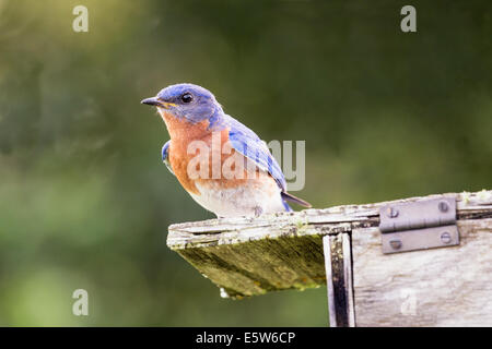 Maschio Bluebird Orientale (Sialia sialis) custodisce il suo nido Foto Stock