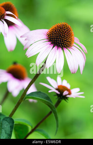 Bella viola Coneflowers (Echinacea purpurea) impostare contro uno sfondo verde. Foto Stock