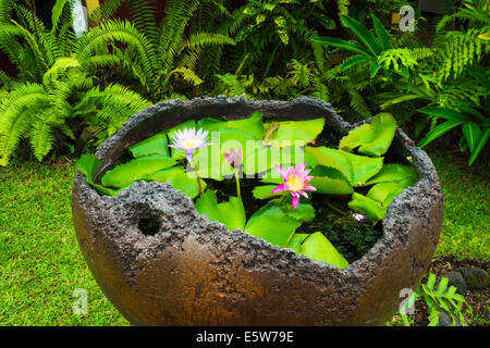 Water Lilies, Giardini Paleaku santuario di pace, Costa di Kona, la Big Island delle Hawaii, STATI UNITI D'AMERICA Foto Stock
