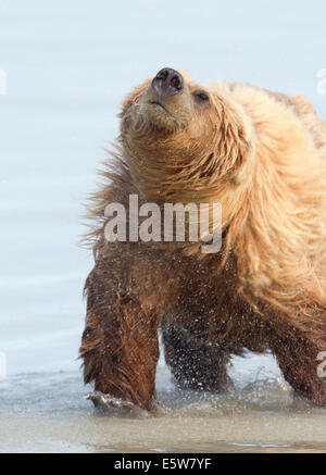 Alaska Brown Bear Shaking Off Water Foto Stock