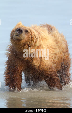 Alaska Brown Bear Shaking Off Water Foto Stock