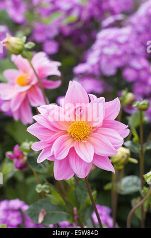 Dahlia rosa che crescono in un confine erbacee. Foto Stock