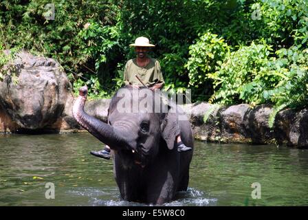 SINGAPORE: Il Singapore Zoo elefanti a lavoro e giocare a mostrare con pilota e di Elephant nel lago Foto Stock
