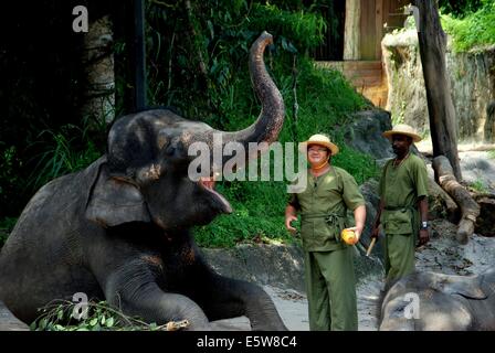 SINGAPORE: formatori con elefante al Singapore Zoo elefanti a lavoro e svolgere visualizza Foto Stock