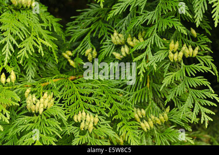 Dettagli di piccole foglie delicate di conifera cipresso con mini coni di sementi tra profondità buia di fogliame Foto Stock