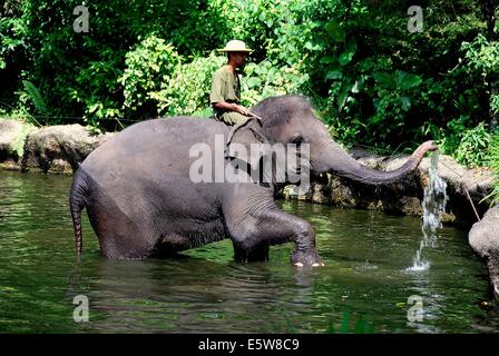 SINGAPORE: gli elefanti di Asia mostrano al Singapore Zoo * Foto Stock
