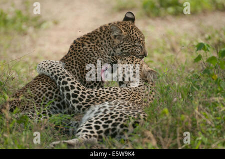 Leopard e i giovani uno a terra Foto Stock