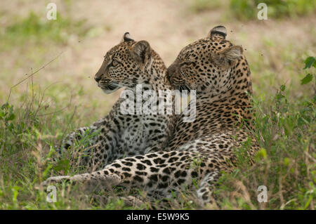 Leopard e giovani uno insieme al suolo Foto Stock