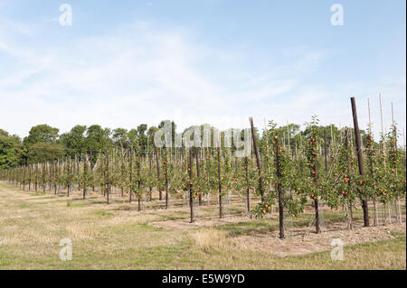 Perfettamente organizzata meli sulla vite cordata fino pronto per ottimizzare la resa e consentono una rapida raccolta a mano nel vasto frutteto organico Foto Stock