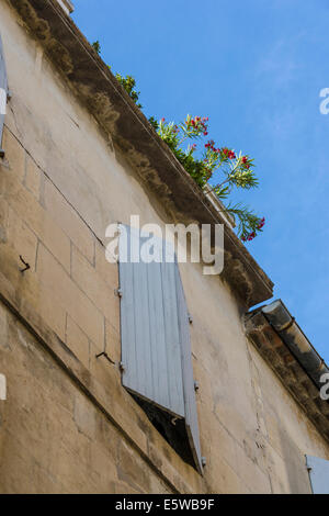 Oleandro crescente in grondaie sul tetto di un edificio in Arles, Francia. JMH6261 Foto Stock