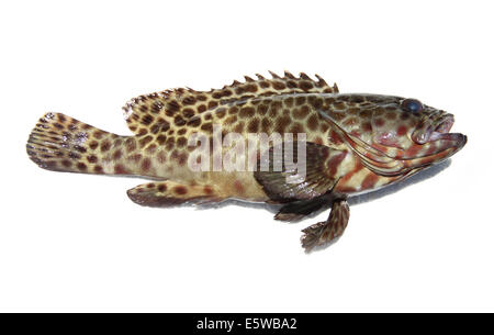 Carni di pesce cernia su sfondo bianco. Foto Stock