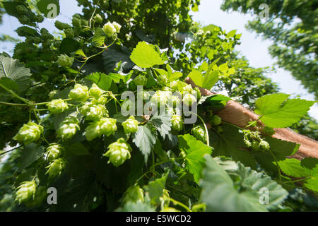 Biburg, Germania. 06 Ago, 2014. Una mano impugna il luppolo vicino Biburg, Germania, 06 agosto 2014. Hop dà la birra e il suo sapore e ne migliora la durata. Le piante di luppolo cresce verso l'alto a sette metri shaffolds alta. Hop è raccolto a partire dalla fine di agosto fino a metà settembre. Nell'Hallertau, più grandi del mondo di hop-area crescente, 25 per cento della domanda mondiale in hop è prodotta. Foto: Armin Weigel/dpa/Alamy Live News Foto Stock