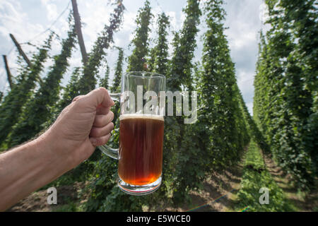 Biburg, Germania. 06 Ago, 2014. (Illustrazione) una mano tiene un bicchiere di birra ad un hop giardino vicino Biburg, Germania, 06 agosto 2014. Hop dà la birra e il suo sapore e ne migliora la durata. Hop è raccolto a partire dalla fine di agosto fino a metà settembre. Nell'Hallertau, più grandi del mondo di hop-area crescente, 25 per cento della domanda mondiale in hop è prodotta. Foto: Armin Weigel/dpa/Alamy Live News Foto Stock