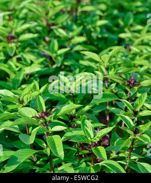 Primo piano della verde basilico tailandese nel giardino ; con messa a fuoco selettiva e la sfocatura sullo sfondo Foto Stock