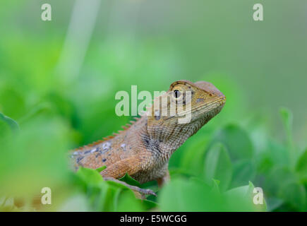 Primo piano vista laterale del giardino orientale lizard (Calotes mystaceus) in piedi sul prato ; messa a fuoco selettiva a eye Foto Stock