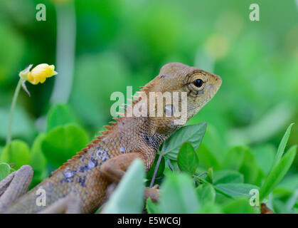 Primo piano della Oriental Garden lizard (Calotes mystaceus) in piedi sul prato ; messa a fuoco selettiva a occhio con blur e di primo piano Foto Stock