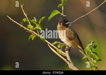 Giardino di Bulbul (Pycnonotus barbatus layardi), chiamato anche Dark-capped Bulbul e black-eyed bulbul. In precedenza (Pycnonotus tricolore) Foto Stock